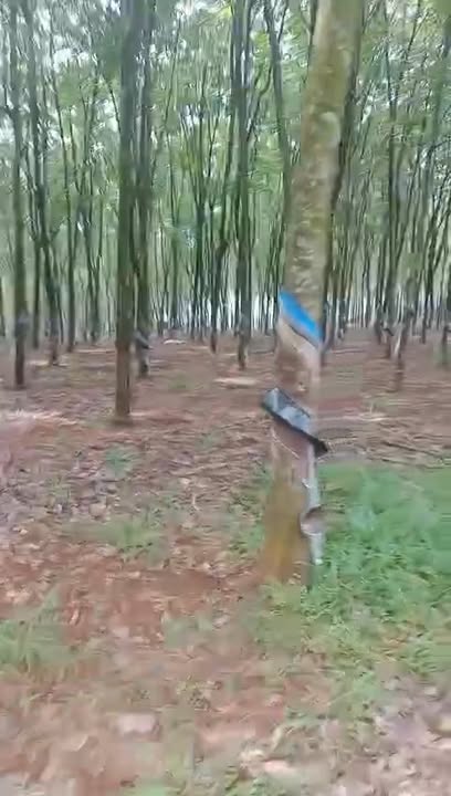 Vườn cao su Mỹ Lệ Phú Riềng 2,3ha - Sinh thái xanh