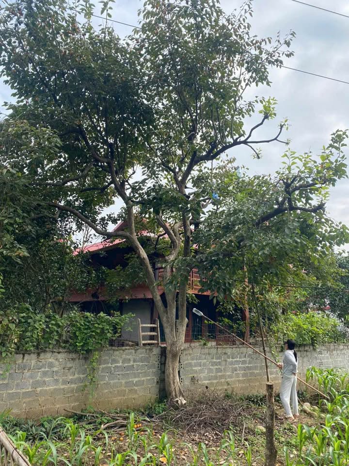 Dat nen Lang Giang Lao Cai 446m2 990 trieu - Phap ly ro rang