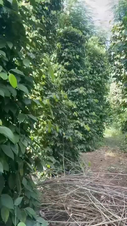 Farm Đắk Drô Krông Nô 21440m² 125 triệu/sào - Sổ đỏ chính chủ