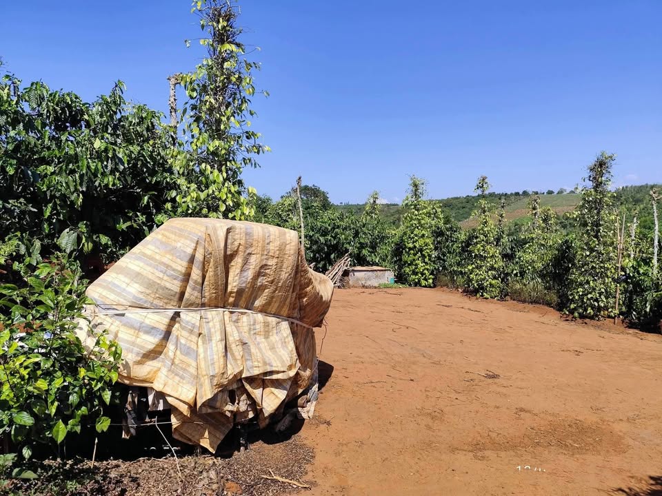 Đất nền Gia Nghĩa Nghĩa Đức 2.520m² 2,6 tỷ - Sổ đỏ chính chủ