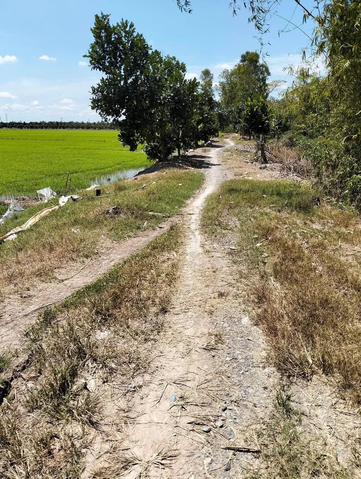 Đất vườn Hậu Mỹ Trinh Cái Bè 10.000m² 3.3 tỷ - Giá đầu tư tốt