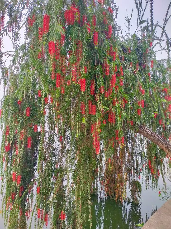 Nhà Hải Dương 50m² 4.5 tỷ - Chính chủ bán