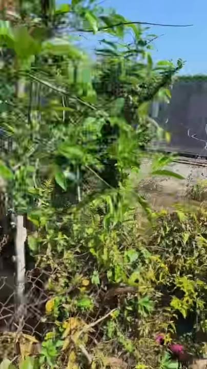 Nhà vườn cho thuê Võ Văn Bích Củ Chi 5661m² 20 triệu - Sẵn sàng ở ngay