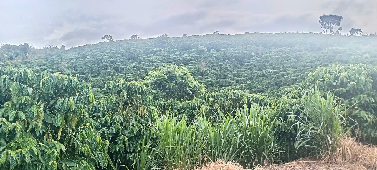 Đất vườn Tân Hà Lâm Hà 1.6ha 5.5 tỷ - Nghỉ dưỡng lý tưởng