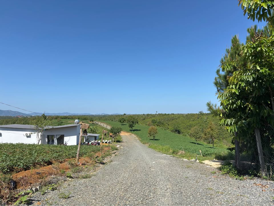 Farm Thôn An Hoà Lộc An 1332m² 500 triệu/sào – Sổ đỏ chính chủ