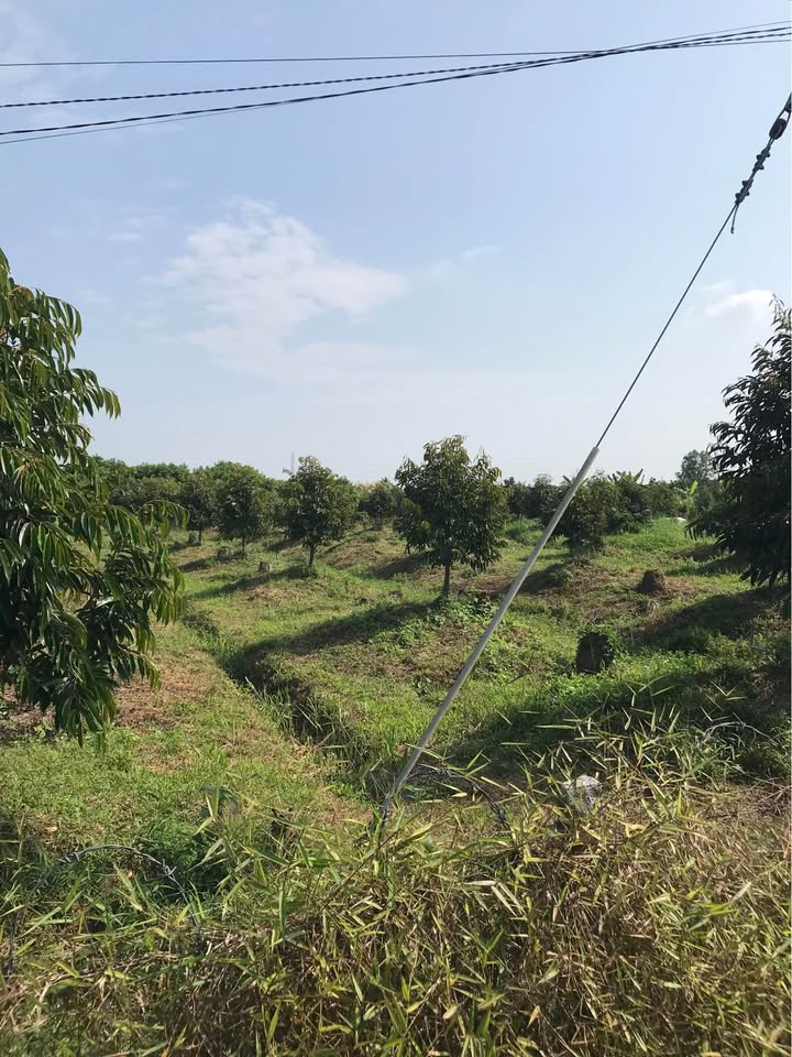 Đất vườn Tân Hạnh Long Hồ 4.340m² 2 tỷ/công - Sổ đỏ