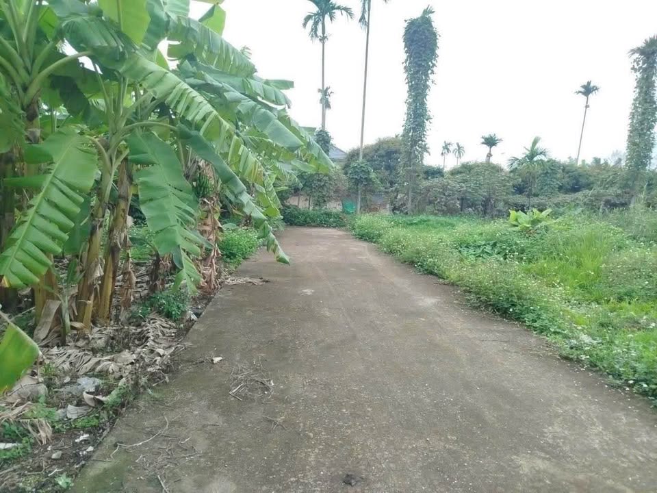 Đất nền An Lão Hải Phòng 284m2 700 triệu - Sổ đỏ chính chủ