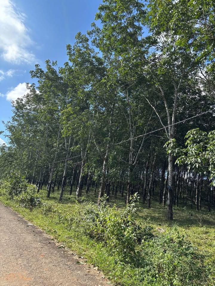 Đất vườn Ia Bă 3ha 4 tỷ - Sinh thái xanh yên bình