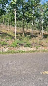 Farm Ia Dom Đức Cơ 4,2ha 2,5 tỷ - Sổ đỏ chính chủ