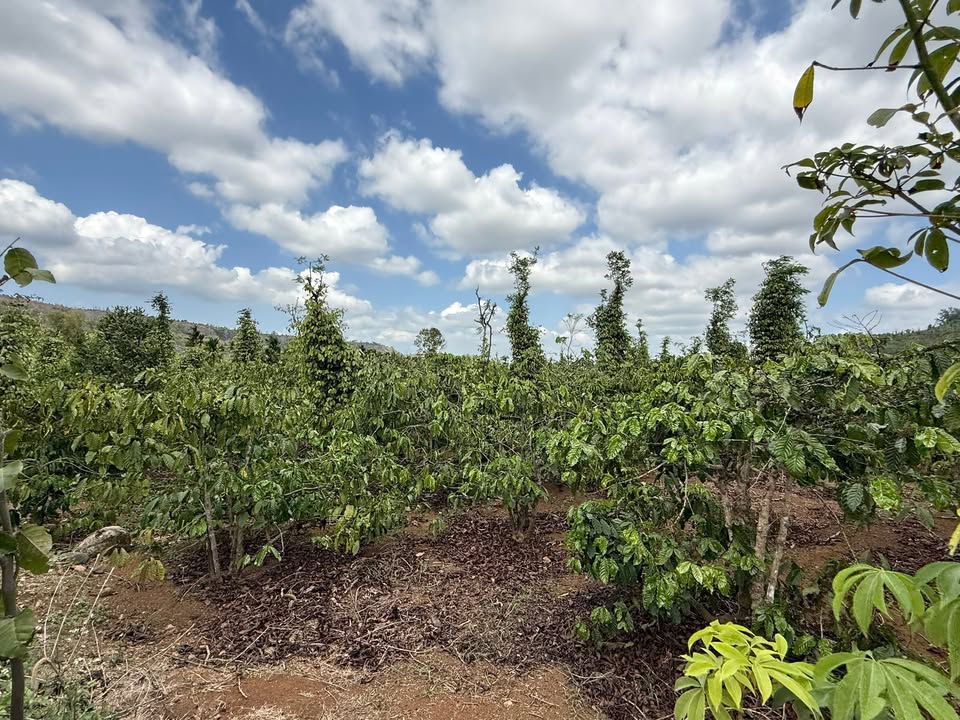 Đất Đắk Sắk 720m² giá 1.65 tỷ - Pháp lý rõ ràng