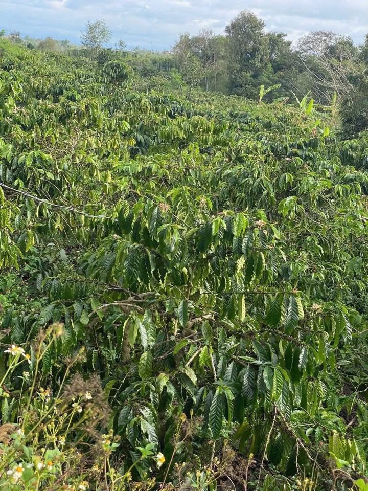 Đất vườn Ea D'Rơng 12.000m² 2.4 tỷ - Sổ đỏ chính chủ