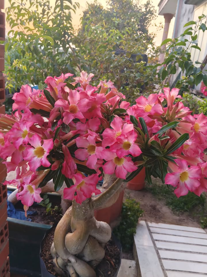 Nhà Hiệp Tân Tây Ninh 300m2 4.5 tỷ - Vị trí đẹp