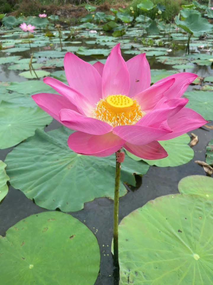 Nhà cho thuê P10 Mỹ Tho giá 3,5 triệu - Sẵn sàng ở ngay