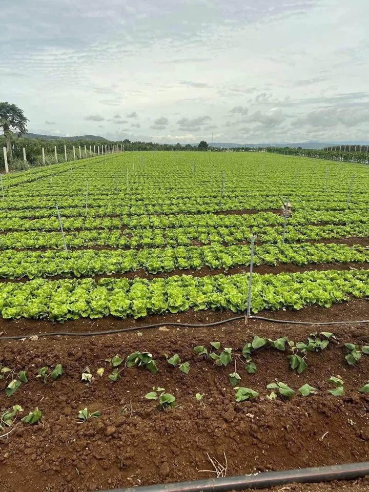 Đất vườn Tân Hội Đức Trọng 8.932m² 4.6 tỷ - Sinh thái xanh