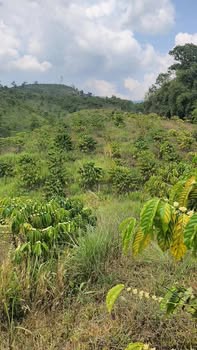 Đất nền Phi Liêng Đam Rông 1.800m² 700 triệu - Sổ đỏ chính chủ