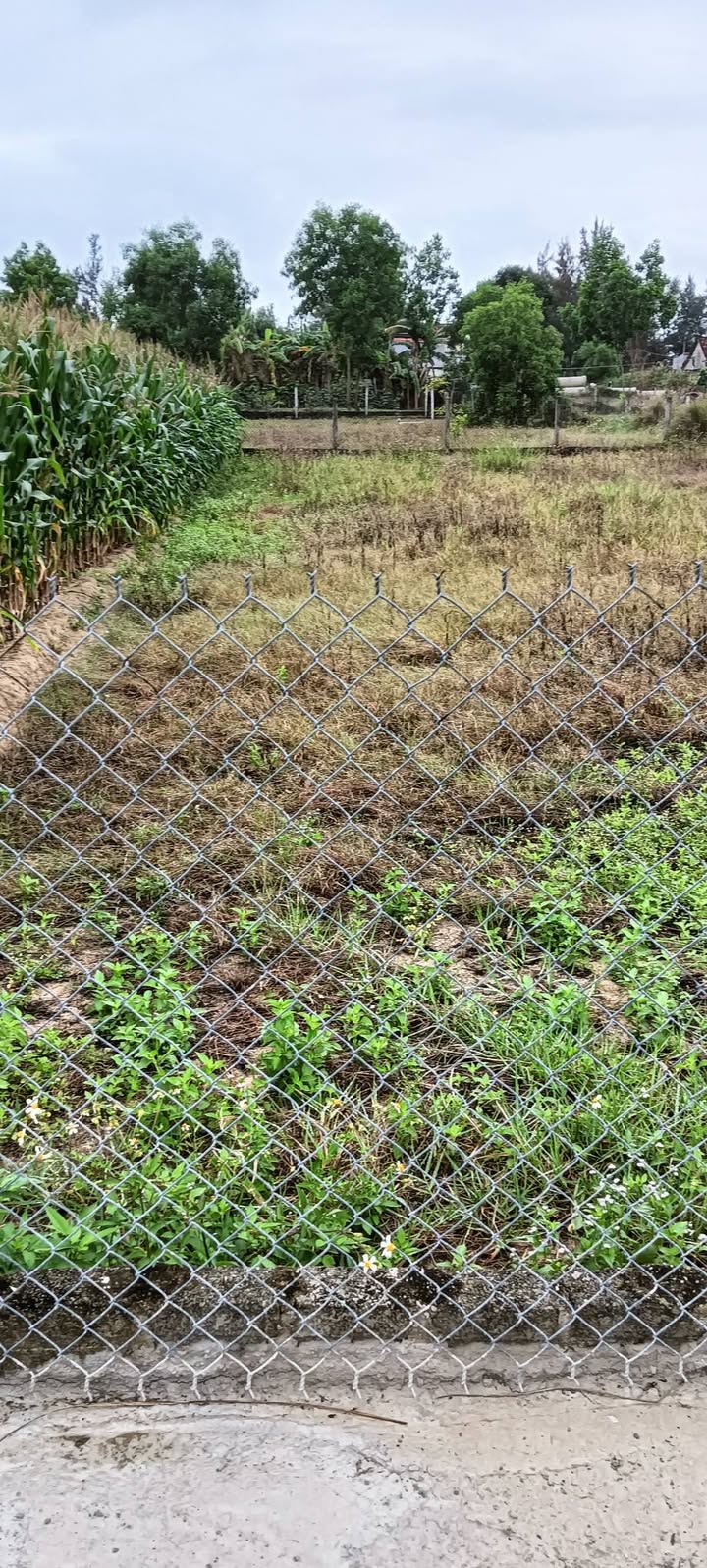 Đất nền Khối phố Tân Khai 146m² 1,55 tỷ - Sổ đỏ chính chủ sát biển