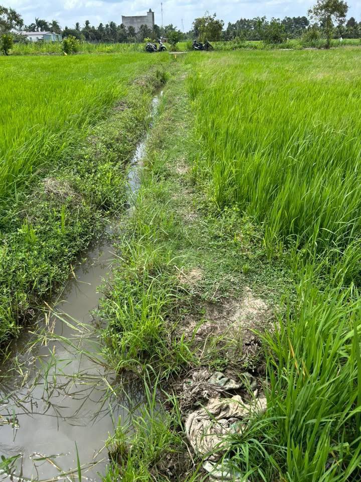 Đất ruộng Trà Cú 3.000m² đường to ô tô, giá thỏa thuận