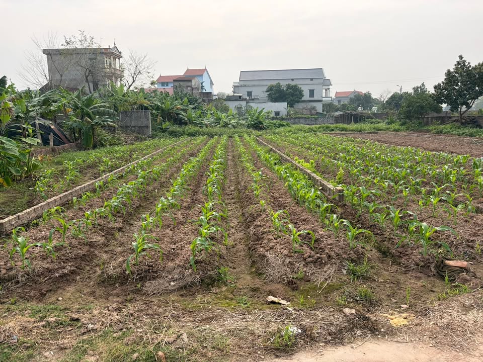 Đất nền Trung Kênh Lương Tài 117m² 2 tỷ - Sổ đỏ chính chủ