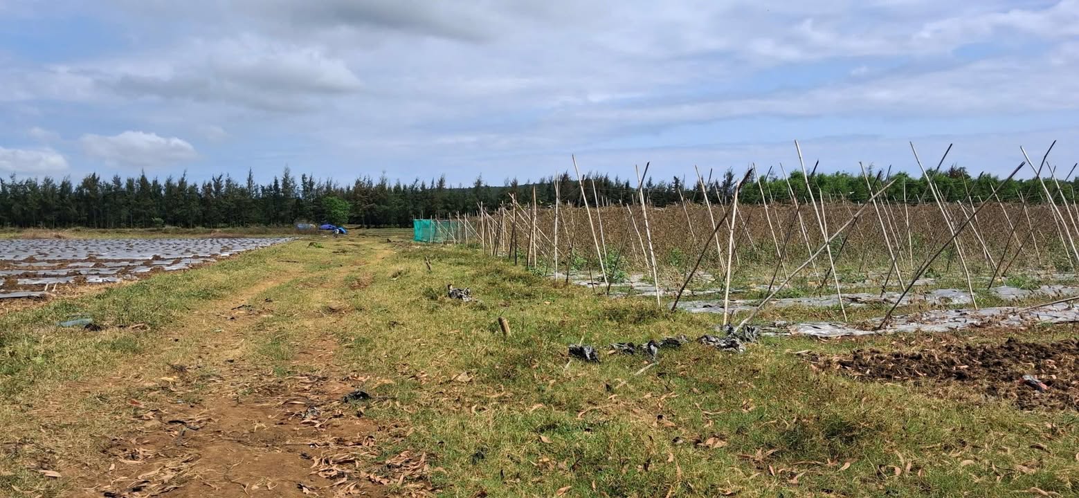 Đất nền Bình Châu 1.404m² 200-299 triệu - Tiềm năng tăng giá