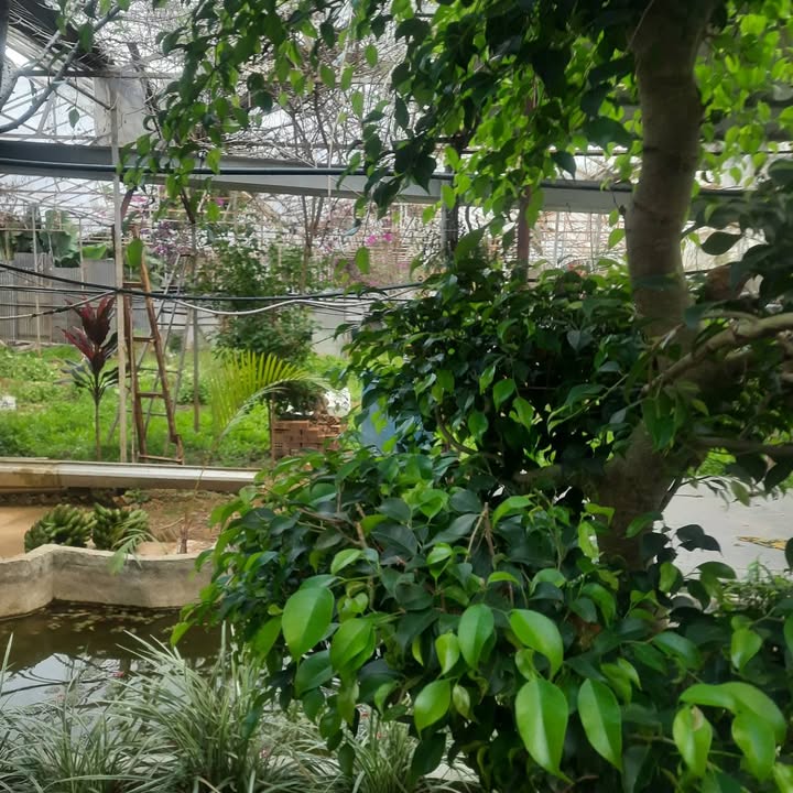 Đất nền Phường 7 Đà Lạt 500m² 3 tỷ - Sổ đỏ chính chủ