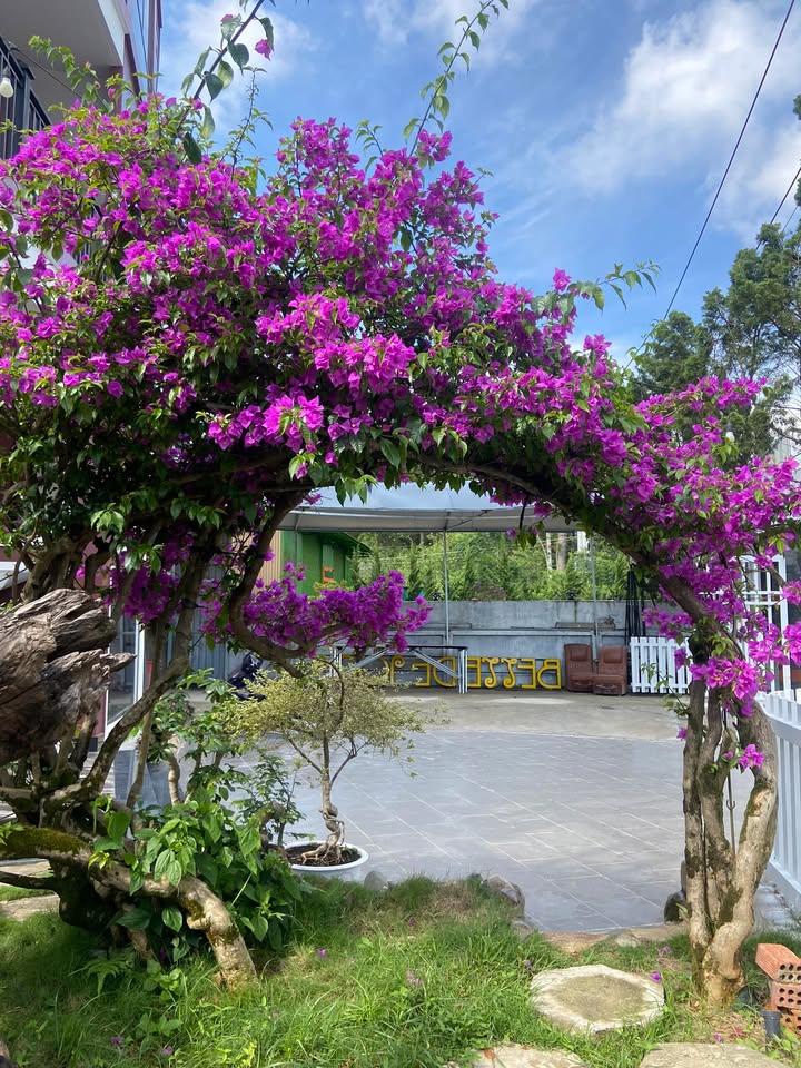 Farm Diên Lâm Diên Khánh 2ha 150 triệu/sào - Sổ đỏ chính chủ