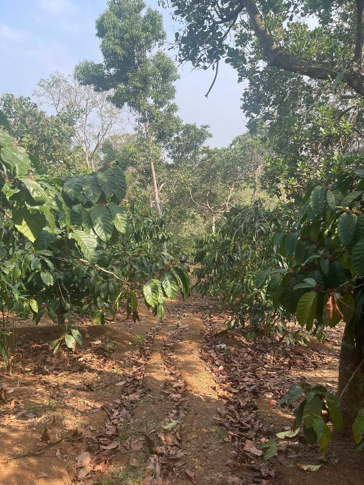 Farm Phú Sơn Bù Đăng 1,4ha giá 2 tỷ - Sinh thái xanh