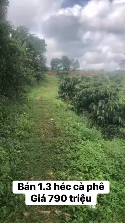 Farm Quảng Trực Tuy Đức 1,3ha 790 triệu - Tiềm năng sinh lời lâu dài