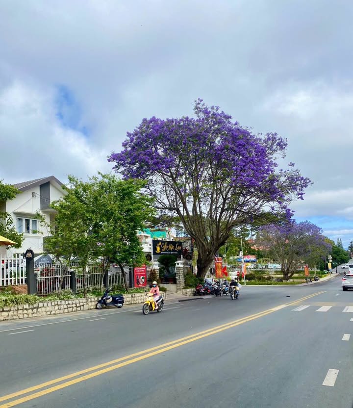 Nhà Phường 5 Đà Lạt 106m² 7 tỷ - Sẵn sàng ở ngay