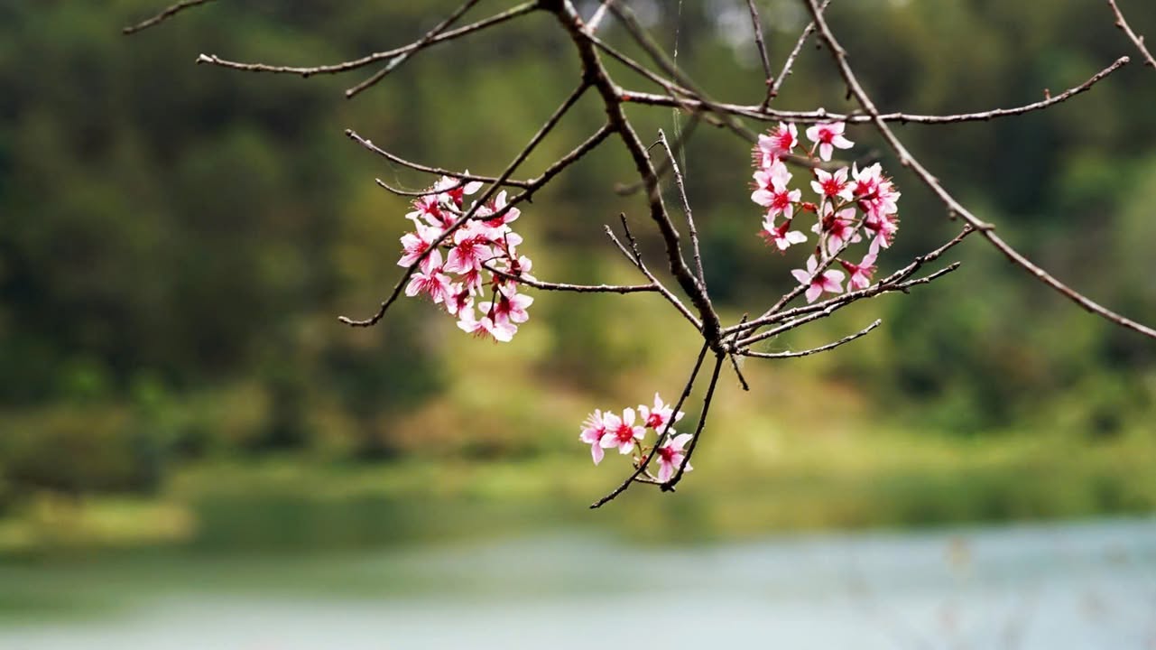 Đất P5 Đà Lạt 120m² 350 triệu - Sổ đỏ chính chủ