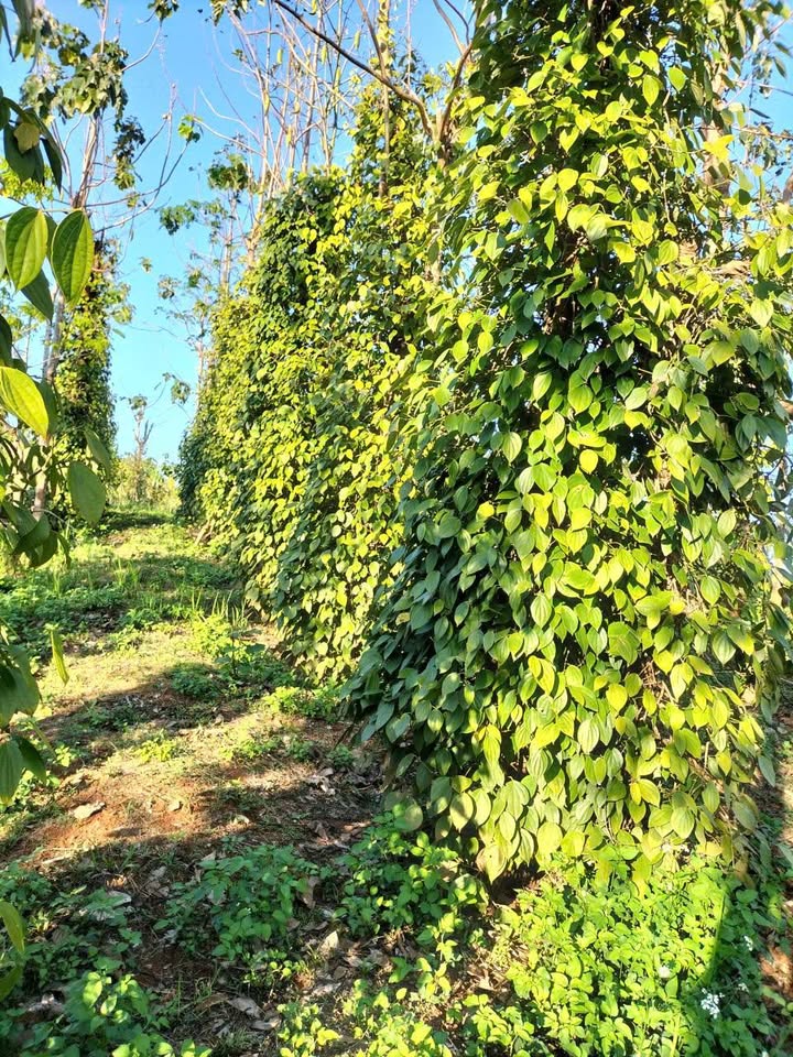 Farm Xuân Trường Đà Lạt 4.5ha 4.8 tỷ - Sinh thái xanh