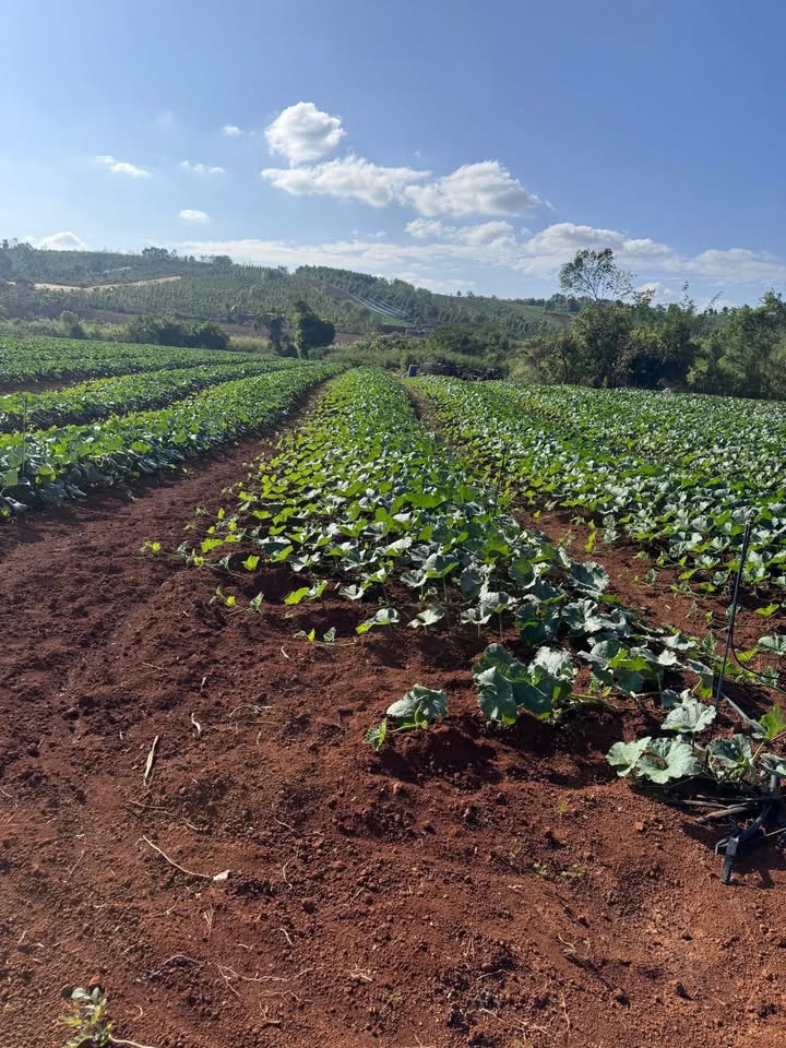 Farm Trạm Hành Đà Lạt 10,5ha 13 tỷ Sổ đỏ chính chủ