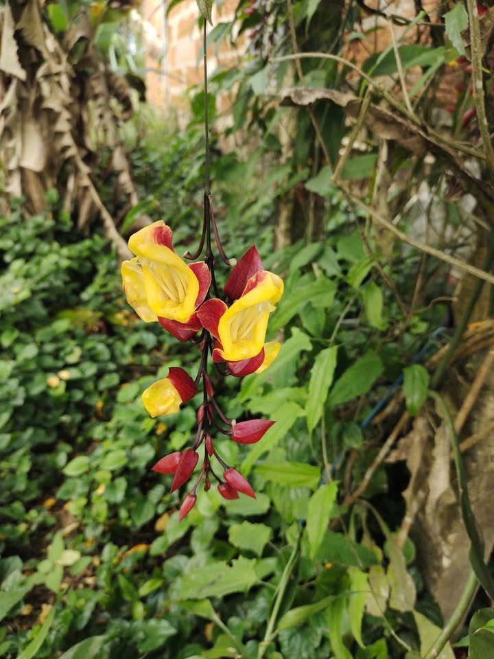 Đất nền Bầu Chuốc Bình Sơn 150m² 950 triệu - Sổ đỏ chính chủ