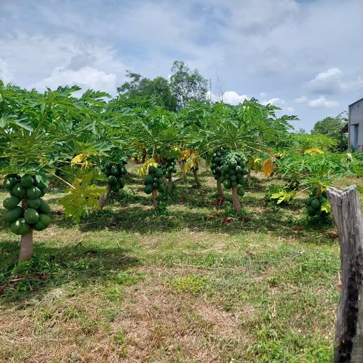 Đất nền Thôn 5 Hàm Liêm 2.560m² 650 triệu - Sổ đỏ chính chủ