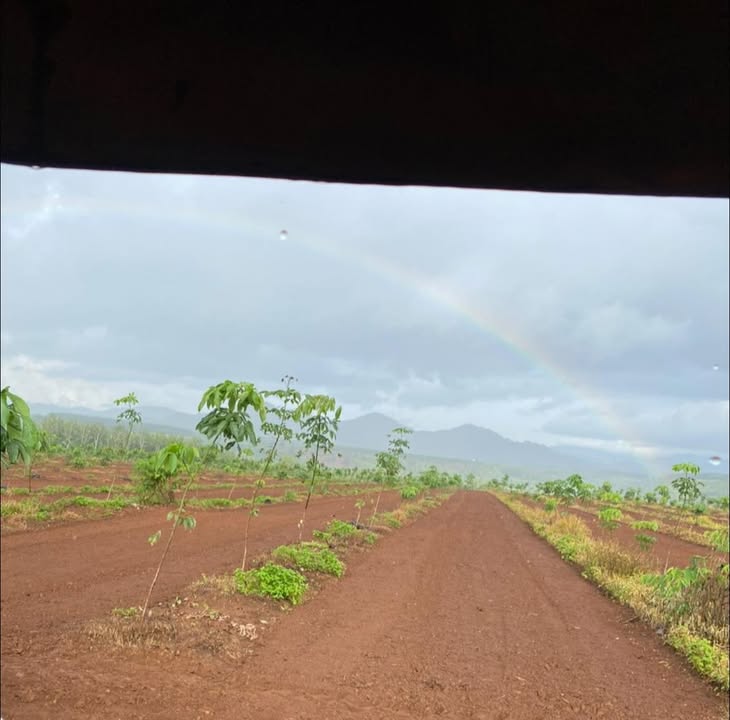 Đất vườn Ia Chim Kon Tum 20ha - Sổ hồng rõ ràng