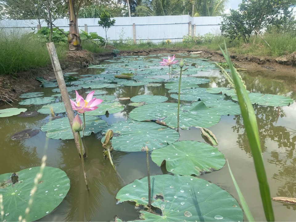 Đất nền Thới An Ô Môn 88m² 200-299 triệu - Sổ đỏ chính chủ