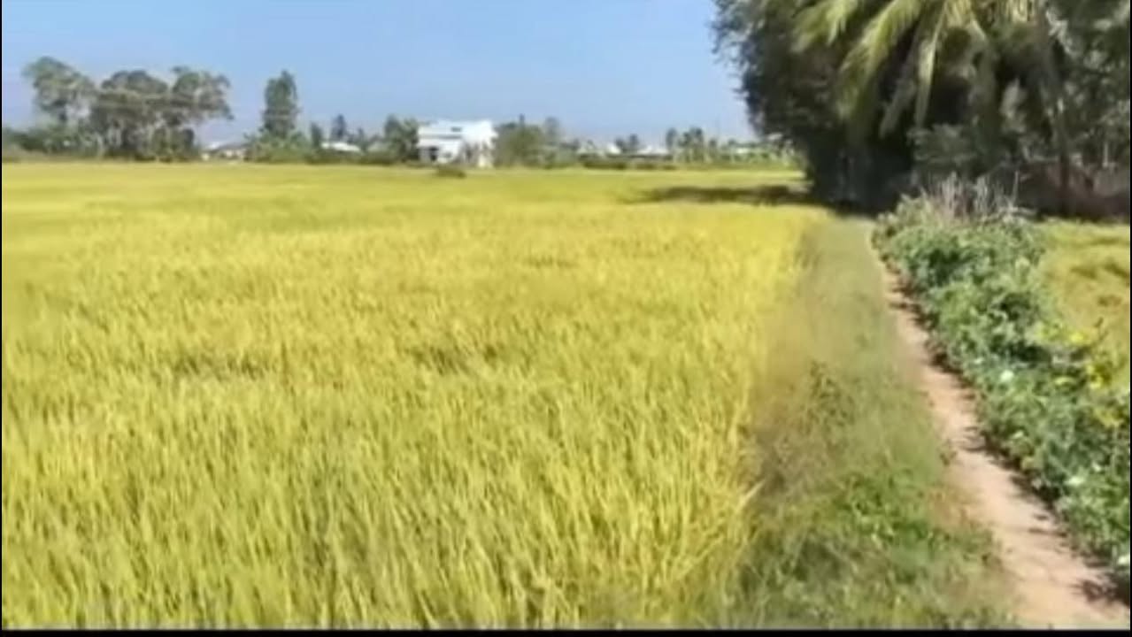 Đất lúa Long Bình Gò Công Tây 2.592m² giá 550tr - Tiềm năng tăng giá