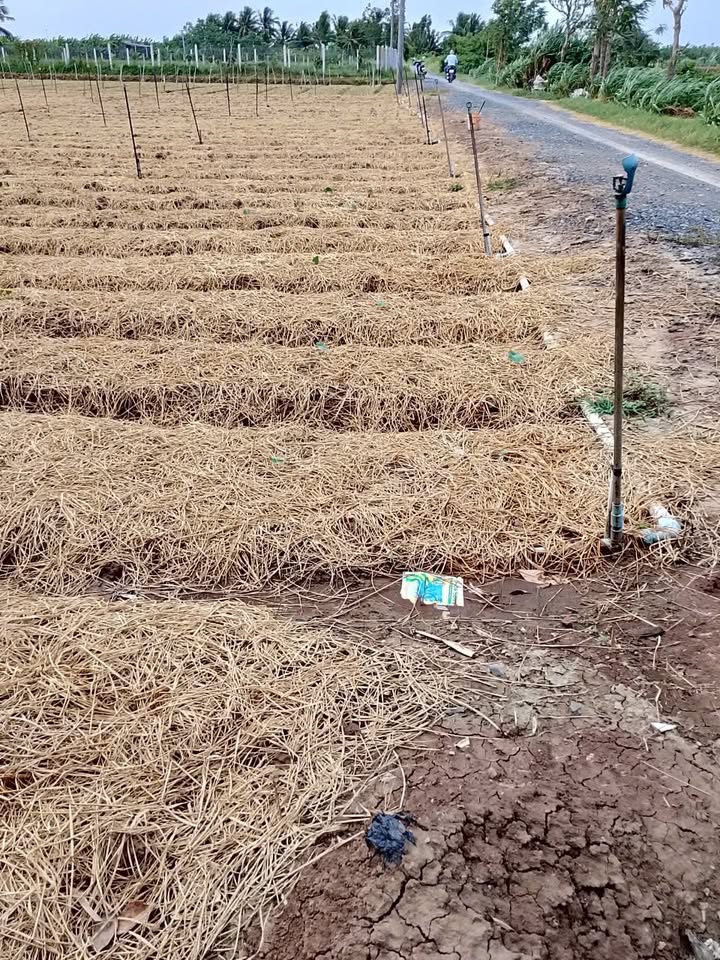 Đất nền Gò Công Đông 1 công 900tr - Sổ đỏ chính chủ