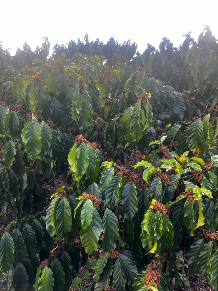 Đất vườn Lộc Ngãi Bảo Lâm 2,3ha 8,5 tỷ - Sinh thái xanh