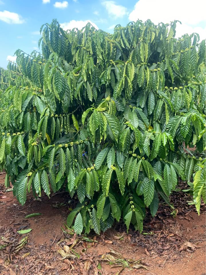 Đất nền Liên Hà Lâm Hà 1ha giá 5,2 tỷ - Sổ đỏ chính chủ