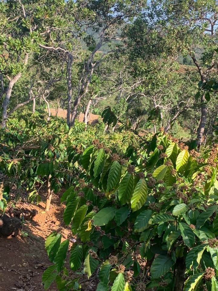 Đất vườn Quảng Tân 1.6 ha giá 1.35 tỷ - Sổ đỏ chính chủ