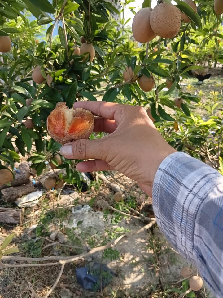 Đất nền Tân Điền Gò Công Đông 150m² 250 triệu - Sổ đỏ thổ cư