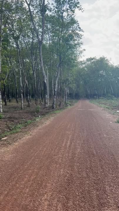 Đất nền Tam Lập Phú Giáo 15ha 56 tỷ - Sổ đỏ chính chủ