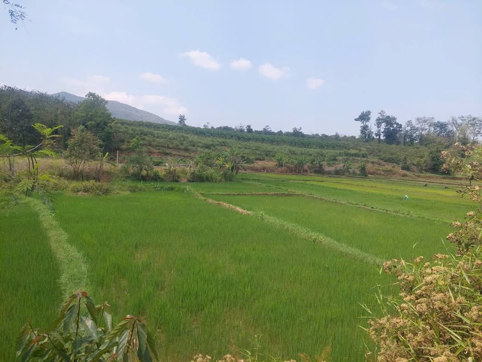 Đất nền Làng Bek Ia Bă 3.060m² giá 1,1 tỷ - Sổ đỏ chính chủ