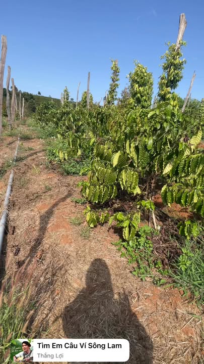 Farm Xã Chư Pơng 3240m² giá thỏa thuận - Đầu tư sinh lời