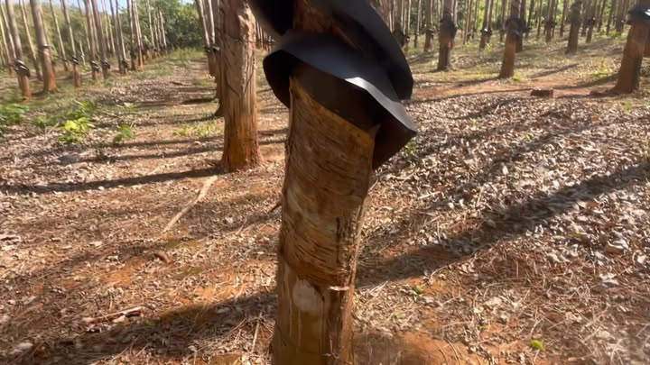 Farm Ia Pnôn Đức Cơ 20.000m² giá 2.4 tỷ - Sổ đỏ chính chủ