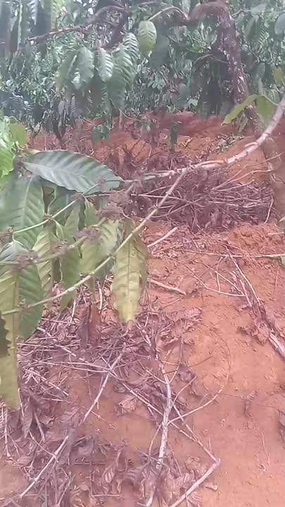 Farm Ia Tin Duc Co 14.000m² 2.25 tỷ - Đầu tư dài hạn