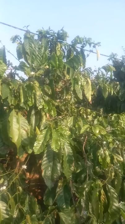 Đất vườn Ia Sao 2232m² 1 tỷ - Sổ hồng rõ ràng