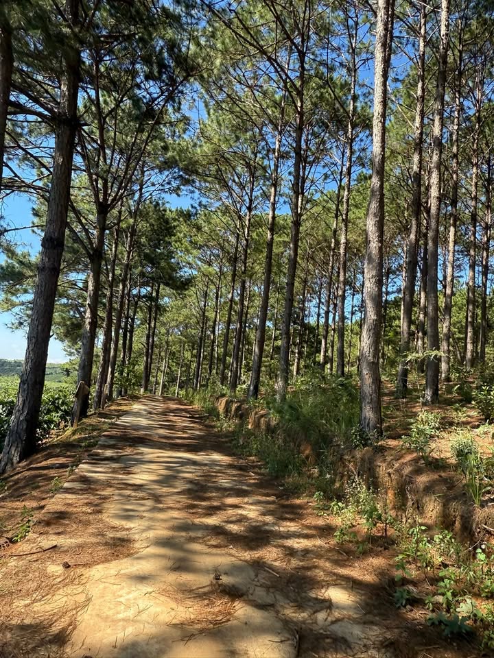 Đất Mê Linh Lâm Hà 5.000m² 8.5 tỷ - Sổ đỏ chính chủ