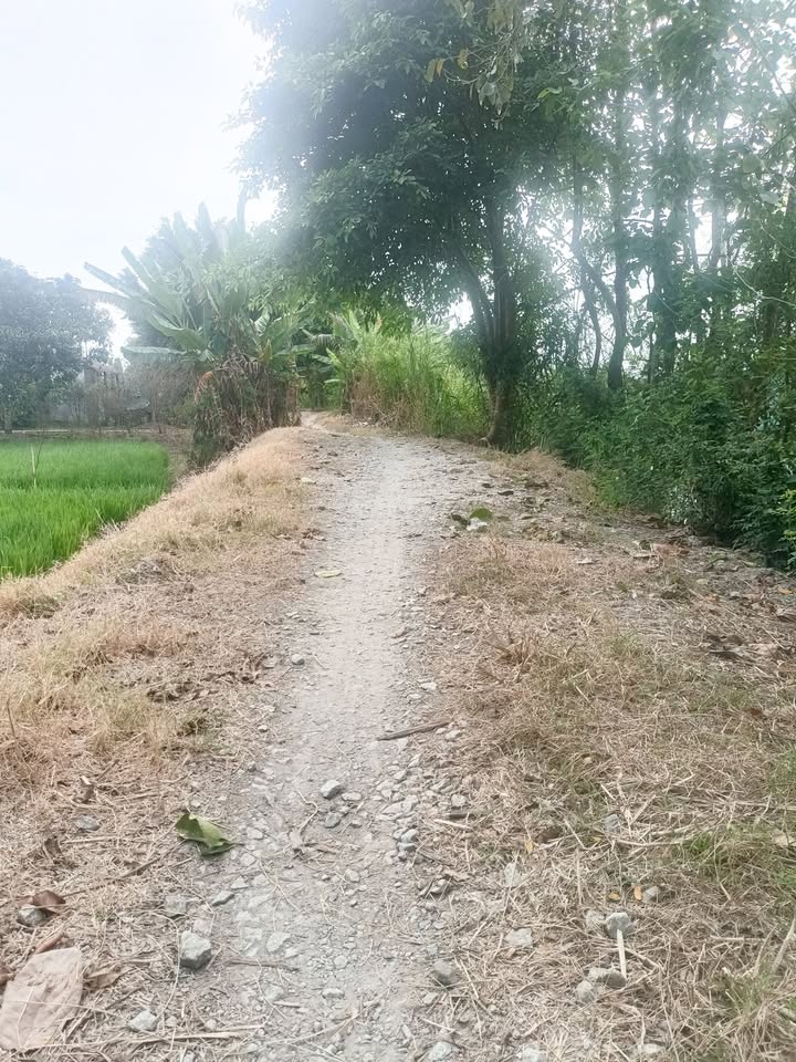 Đất nền Mỹ Thới Long Xuyên 244m² dưới 480tr - Xây dựng tự do