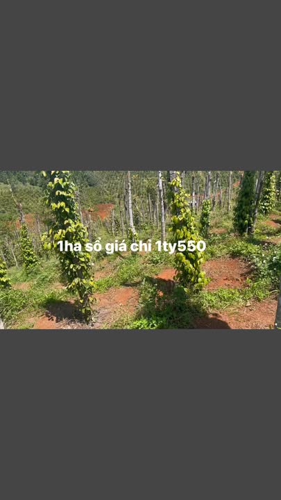 Đất vườn Đức An 1ha 1,55 tỷ - Sinh thái xanh